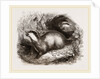 Common Badger by Anonymous