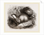 Common Badger by Anonymous