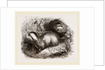 Common Badger by Anonymous
