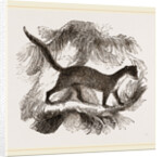 Pine-Marten by Anonymous