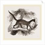 Pine-Marten by Anonymous