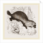 Glutton by Anonymous