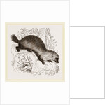 Glutton by Anonymous