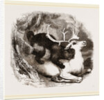 Glutton and Rein-deer by Anonymous