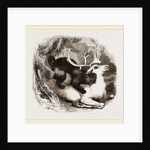 Glutton and Rein-deer by Anonymous