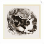 Glutton and Rein-deer by Anonymous