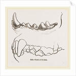 Teeth of Glutton by Anonymous