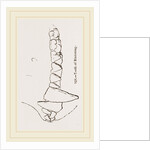 Teeth of Binturong by Anonymous