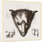 Head of Delundung by Anonymous