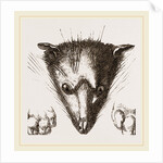 Head of Delundung by Anonymous