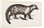 Civet by Anonymous