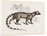 Genet by Anonymous