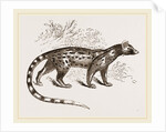 Genet by Anonymous