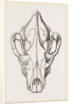 Skull of Spotted Hyaena by Anonymous