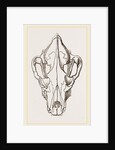 Skull of Spotted Hyaena by Anonymous