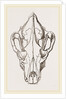 Skull of Spotted Hyaena by Anonymous