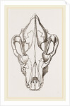 Skull of Spotted Hyaena by Anonymous