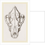 Skull of Spotted Hyaena by Anonymous