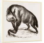 Villose Hyena by Anonymous