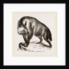 Villose Hyena by Anonymous