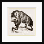 Villose Hyena by Anonymous