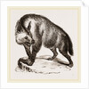 Villose Hyena by Anonymous