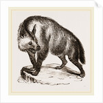 Villose Hyena by Anonymous