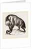 Villose Hyena by Anonymous