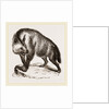 Villose Hyena by Anonymous