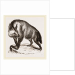 Villose Hyena by Anonymous