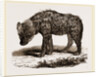 Spotted Hyena by Anonymous
