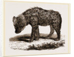 Spotted Hyena by Anonymous