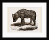 Spotted Hyena by Anonymous