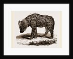 Spotted Hyena by Anonymous