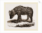 Spotted Hyena by Anonymous