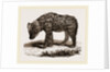 Spotted Hyena by Anonymous