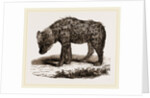 Spotted Hyena by Anonymous