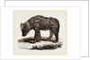 Spotted Hyena by Anonymous
