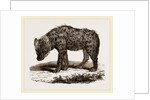 Spotted Hyena by Anonymous