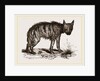 Striped Hyena by Anonymous