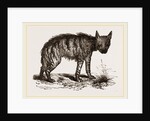 Striped Hyena by Anonymous
