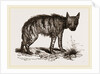 Striped Hyena by Anonymous