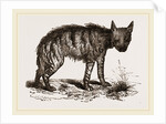 Striped Hyena by Anonymous