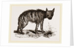 Striped Hyena by Anonymous