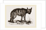 Striped Hyena by Anonymous