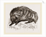 Striped Hyena by Anonymous