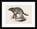 Proteles or Aard-Wolf by Anonymous