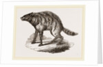 Proteles or Aard-Wolf by Anonymous