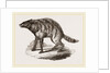 Proteles or Aard-Wolf by Anonymous