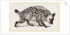 Spotted Hyena by Anonymous